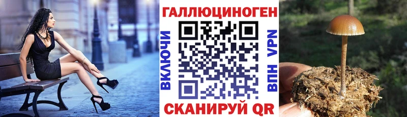 Купить где  Липки  Галлюциногенные грибы GOLDEN TEACHER 